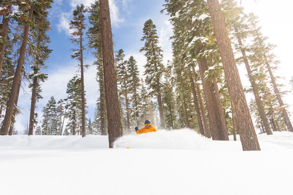 Northstar California_Powder Trees_(c): Katey Hamill