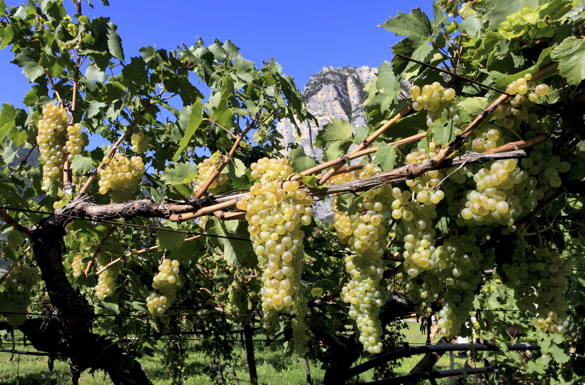 Con la fine della stagione sciistica le giornate si allungano e la neve, quest’anno particolarmente abbondante, continua a regalare grandi soddisfazioni agli appassionati. Ma marzo e aprile sono anche il momento perfetto per scoprire un altro volto del Trentino: quello più lento, autentico, fatto di sapori e tradizioni. È il periodo ideale per andare oltre
