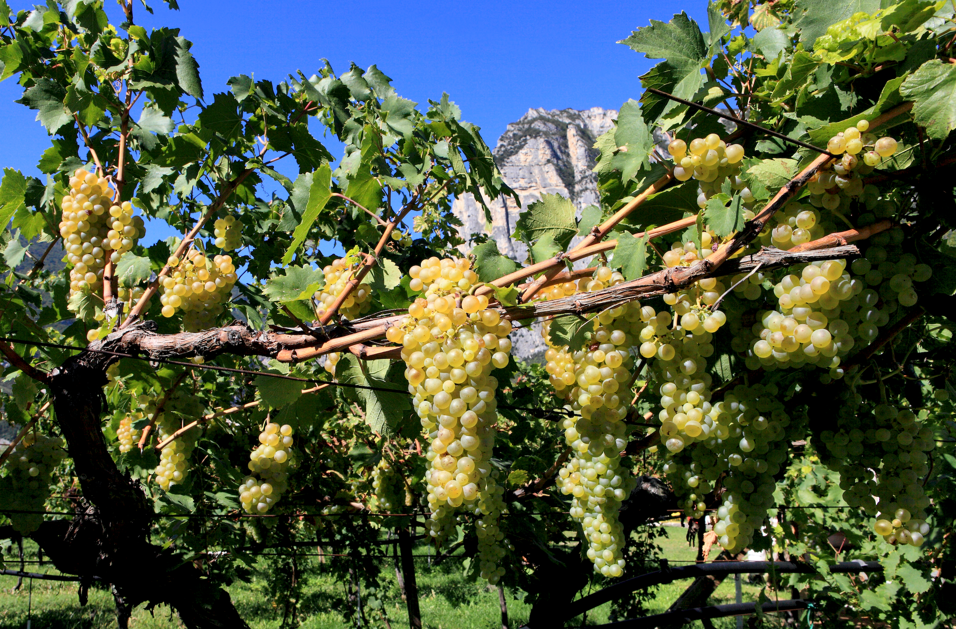 DiVinNosiola, il gusto della primavera trentina