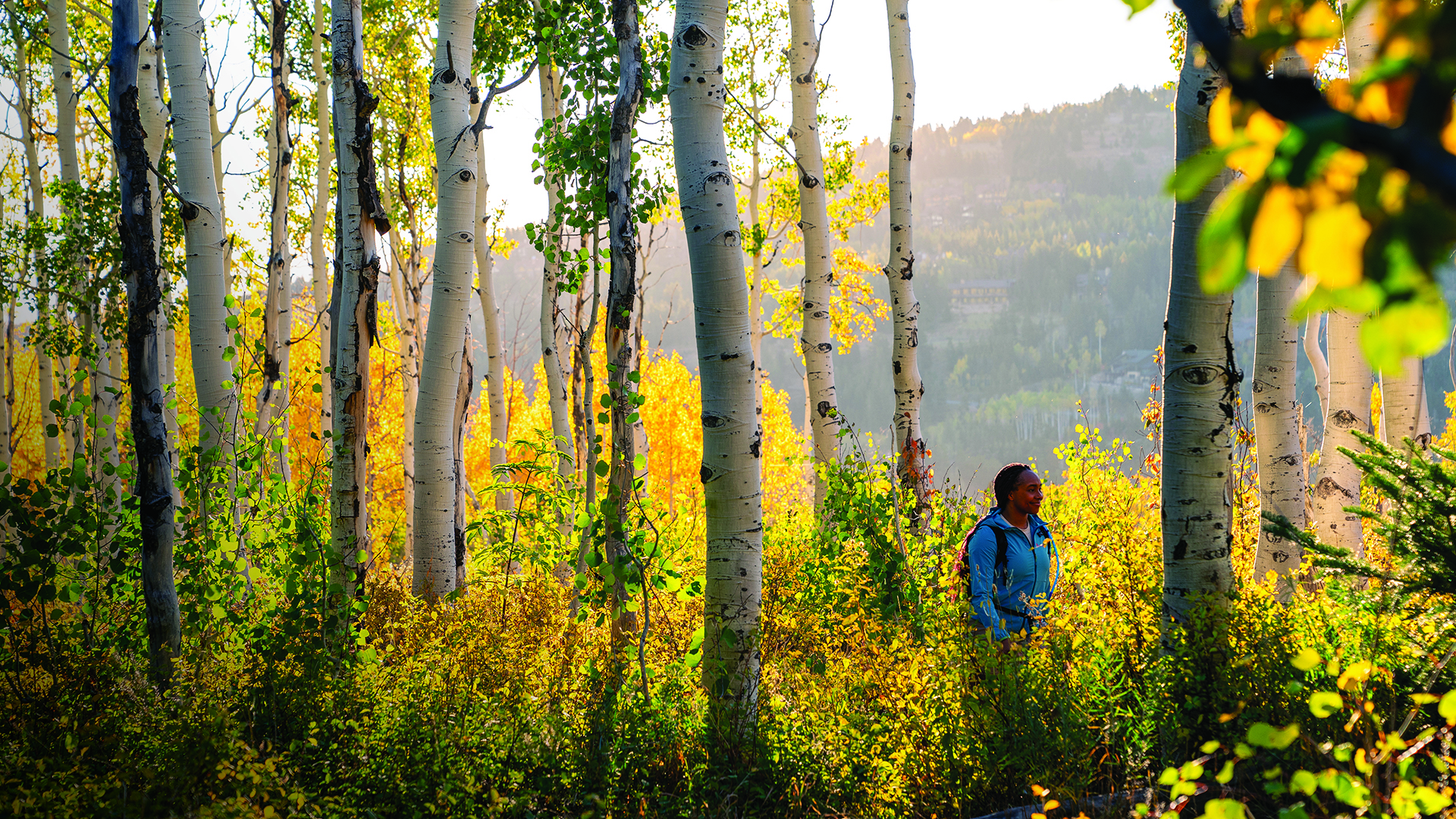 Woman walking through colorful grove of Aspens on a sunny day
