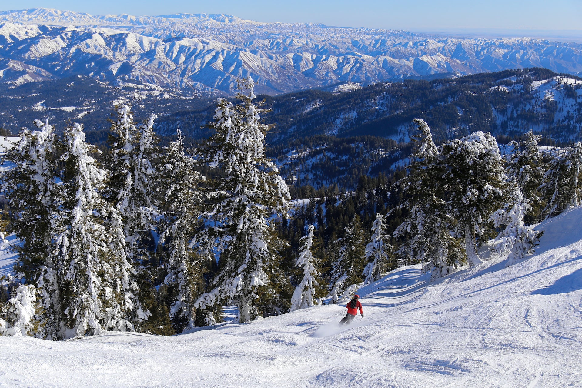 Skiing down groomed run on a sunny day with trees covered in snow