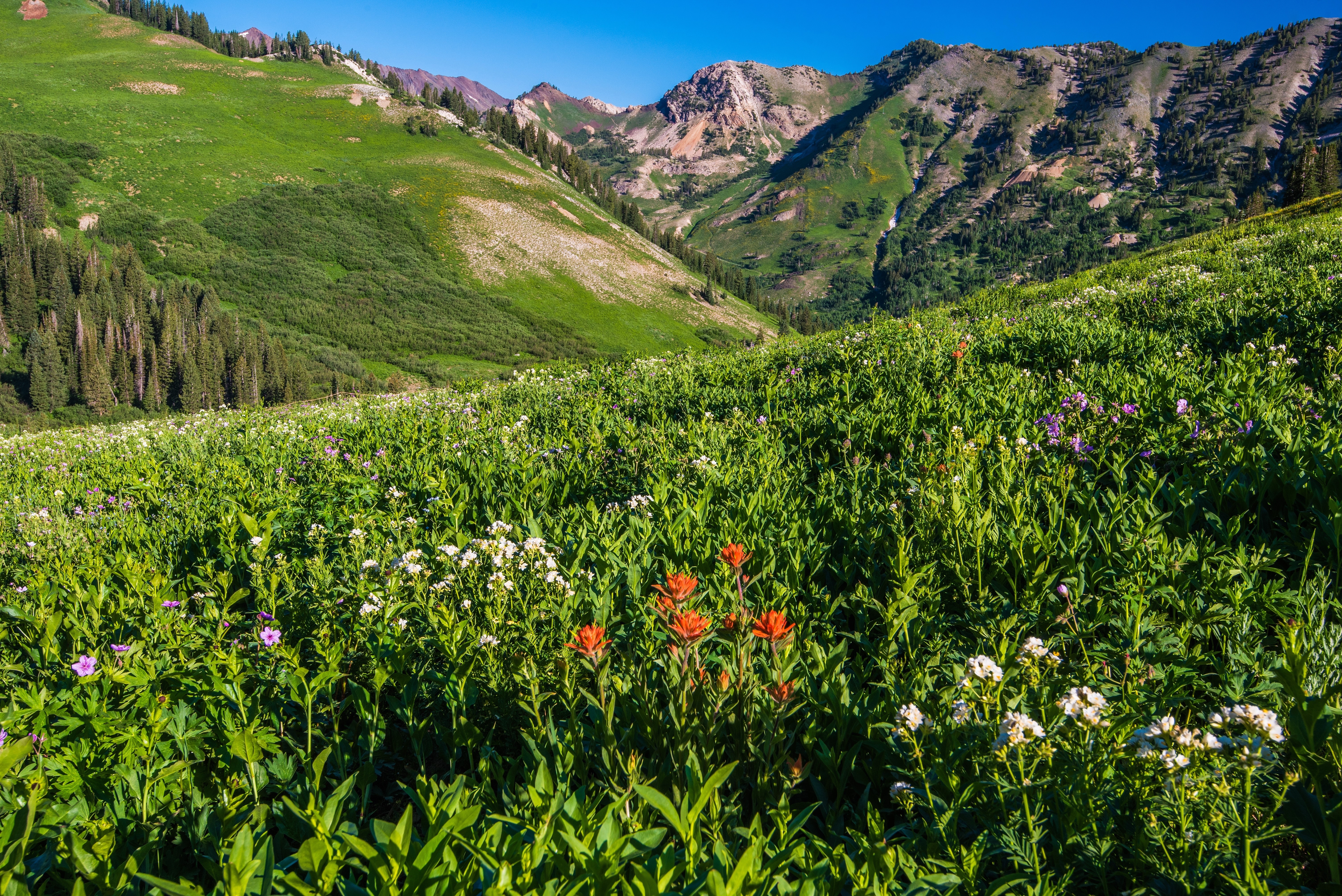 Valley of wildflowers near Snowbird and Alta resorts