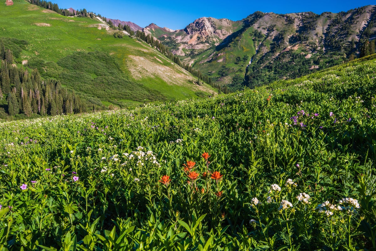 Valley of wildflowers near Snowbird and Alta resorts