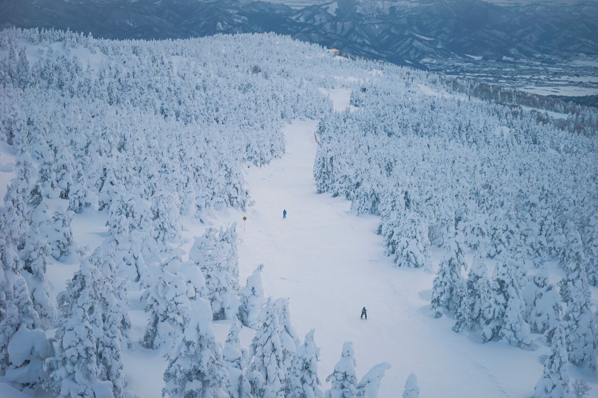 Japan skiing view of skiers.