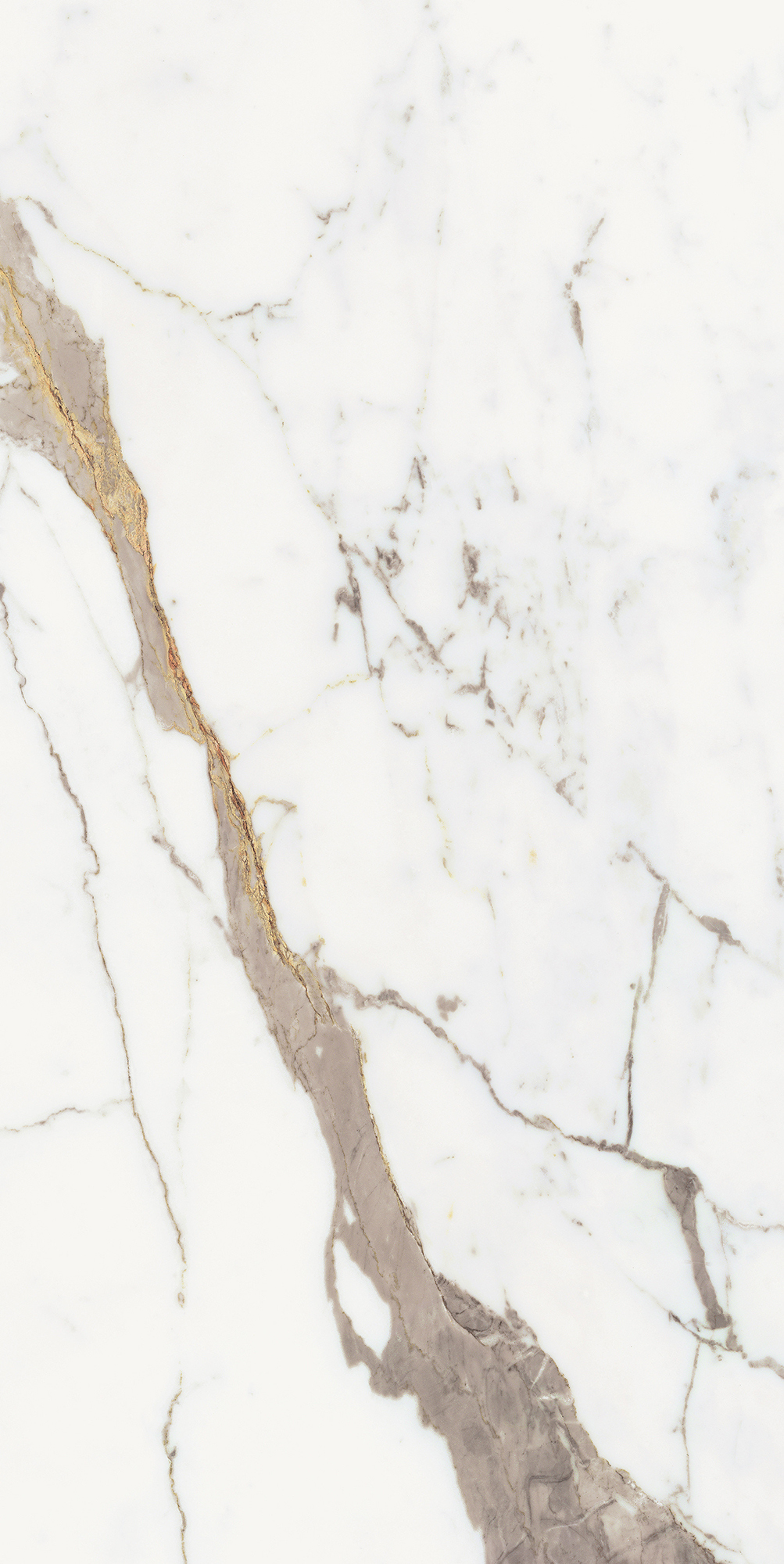 Origines De Rex - T-3806-ODR-ORR-FT-24X48-M10MM