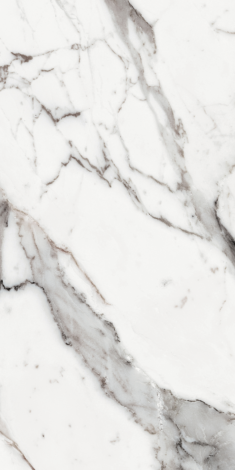 Origines De Rex - T-3806-ODR-AGT-FT-24X48-M10MM