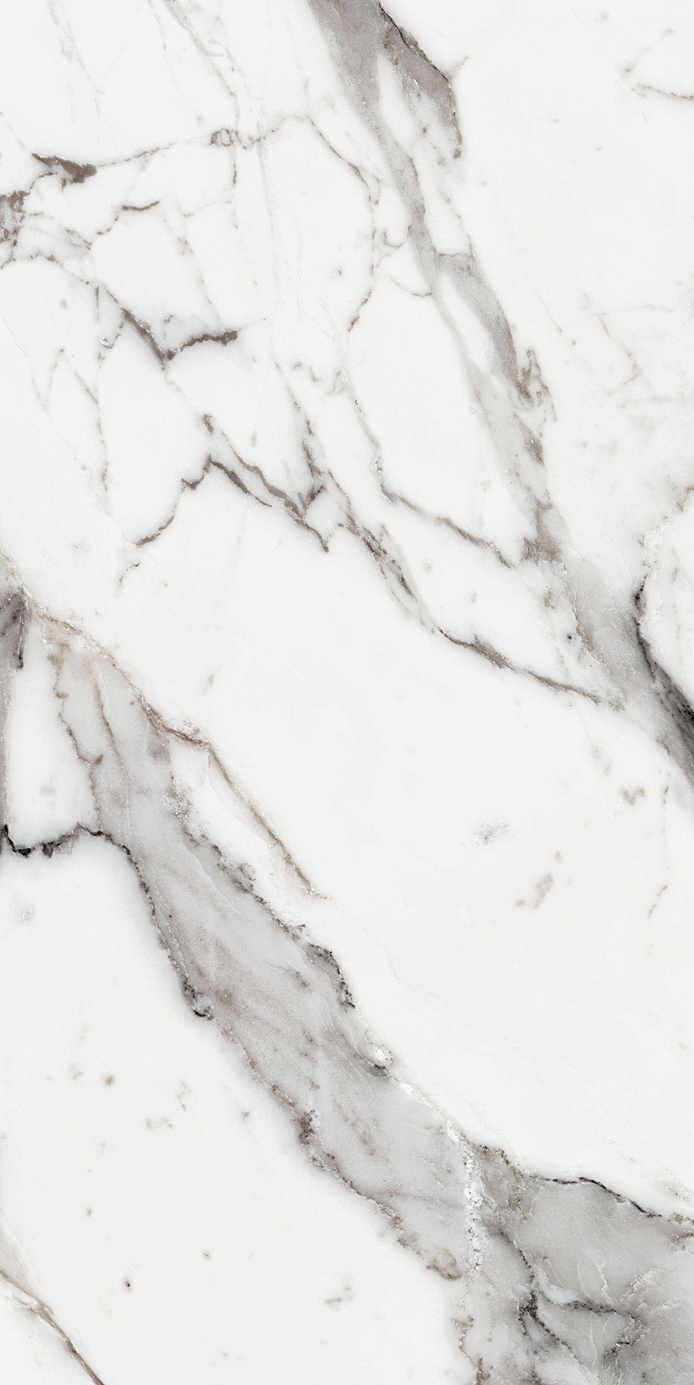 Origines De Rex - T-3806-ODR-AGT-FT-24X48-GLS10MM