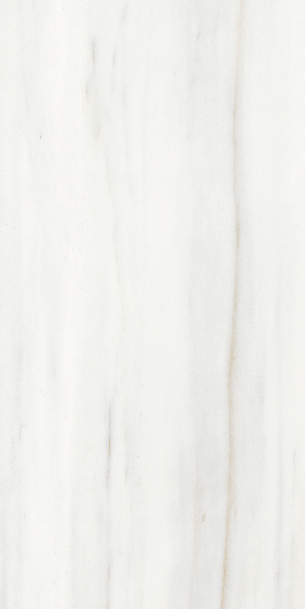 Origines De Rex - T-3806-ODR-ODR-FT-24X48-M10MM