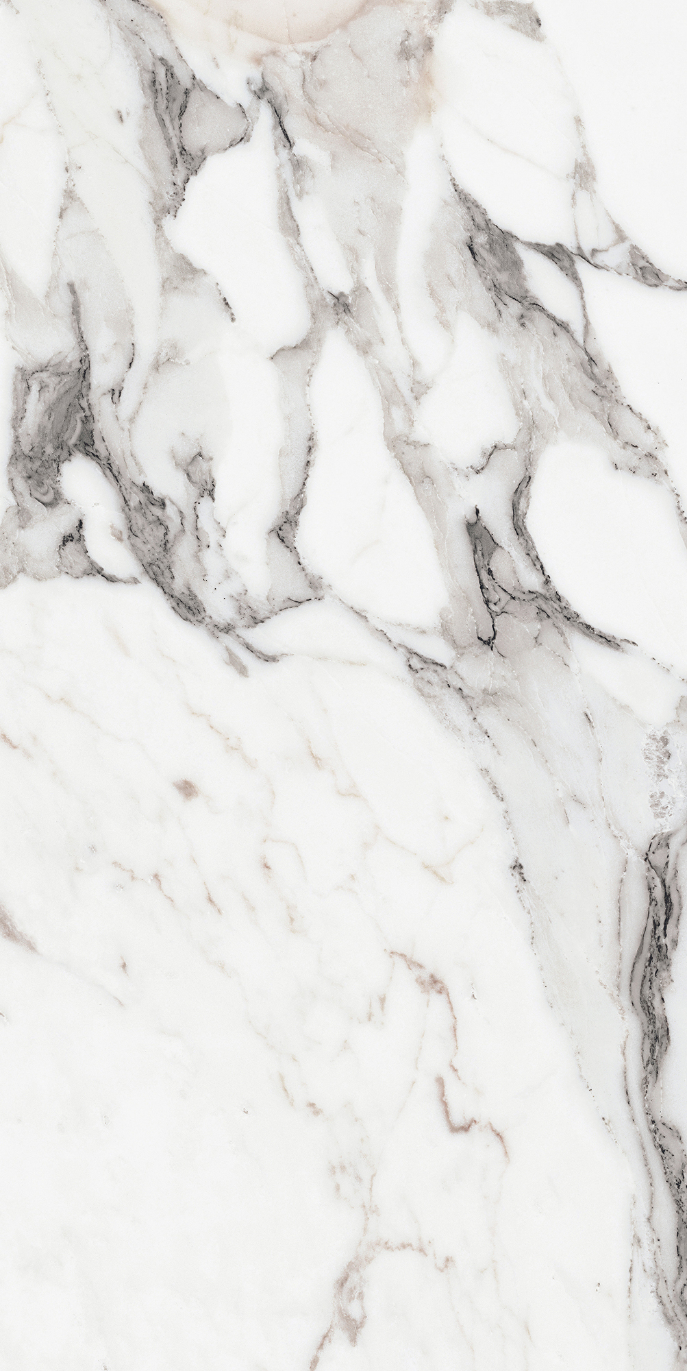 Origines De Rex - T-3806-ODR-AGT-FT-24X48-GLS10MM