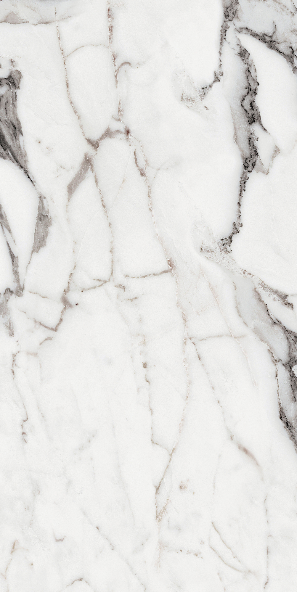 Origines De Rex - T-3806-ODR-AGT-FT-24X48-GLS10MM