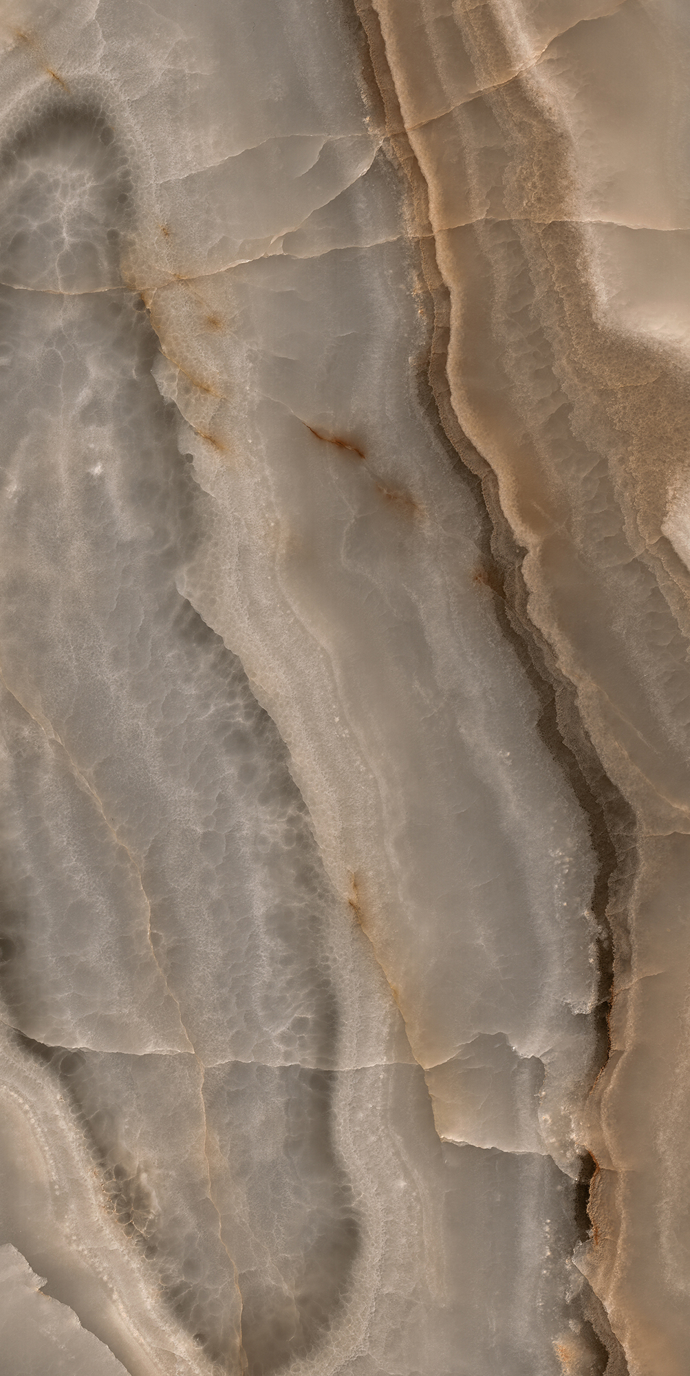 Reves De Rex - T-3806-RDR-CHCO-FT-24X48-GLSR10MM