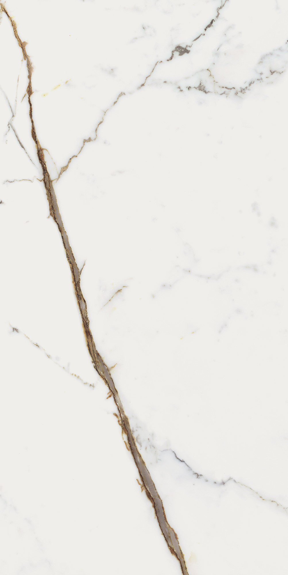 Origines De Rex - T-3806-ODR-ORR-FT-24X48-GLS10MM