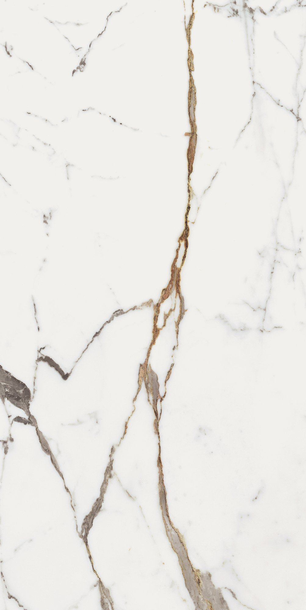 Origines De Rex - T-3806-ODR-ORR-FT-24X48-GLS10MM