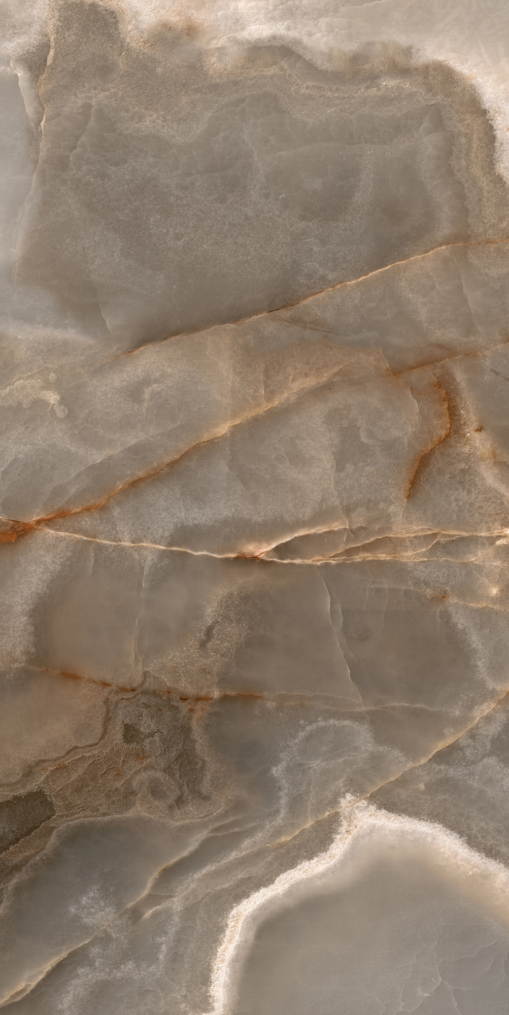 Reves De Rex - T-3806-RDR-CHCO-FT-24X48-M