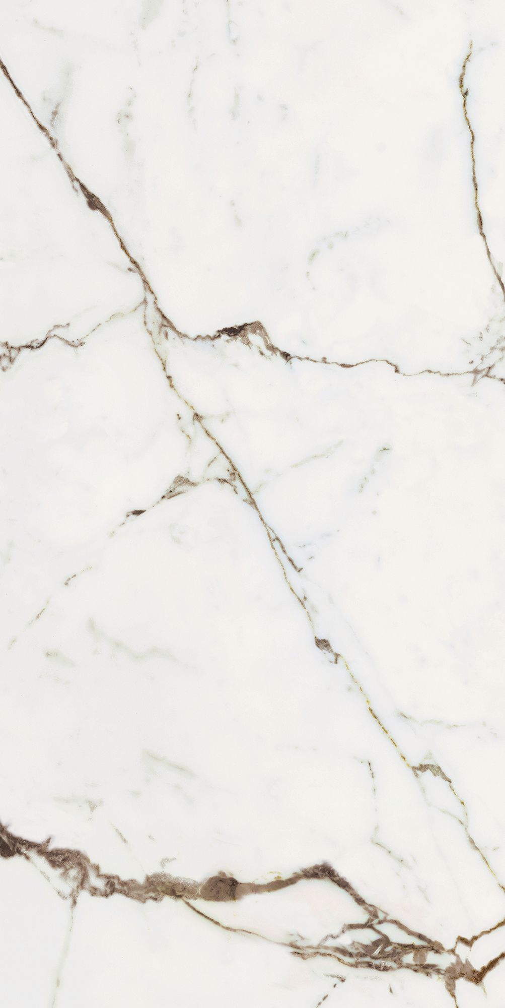 Origines De Rex - T-3806-ODR-ORR-FT-24X48-M10MM