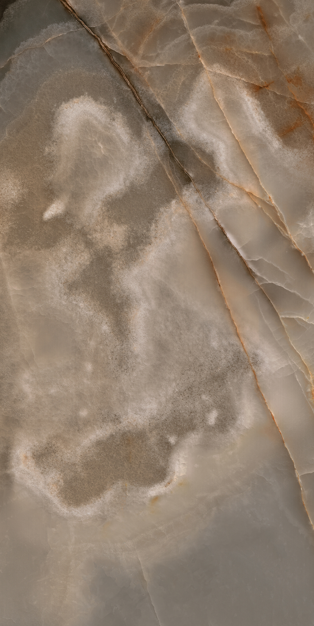 Reves De Rex - T-3806-RDR-CHCO-FT-24X48-M