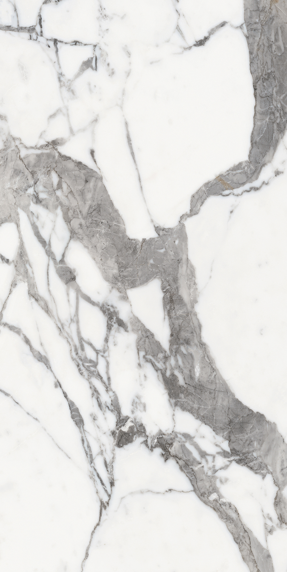 Origines De Rex - T-3806-ODR-ORR-FT-24X48-M10MM