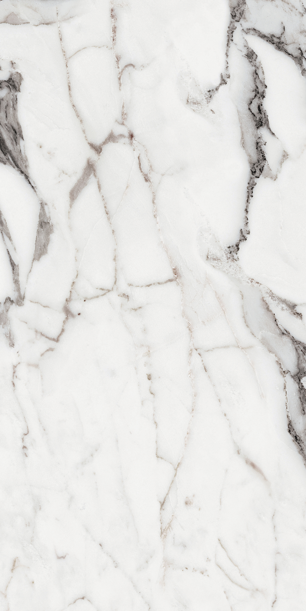 Origines De Rex - T-3806-ODR-AGT-FT-24X48-M10MM