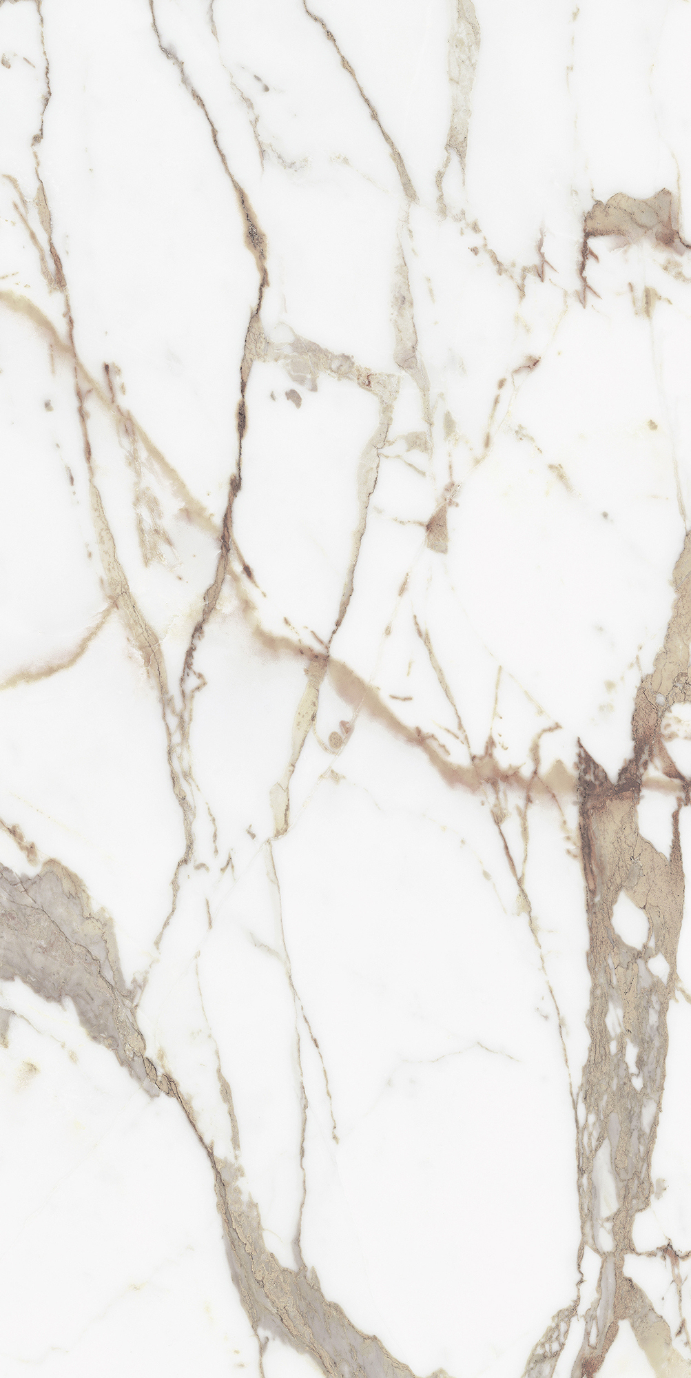 Origines De Rex - T-3806-ODR-ORR-FT-24X48-GLS10MM