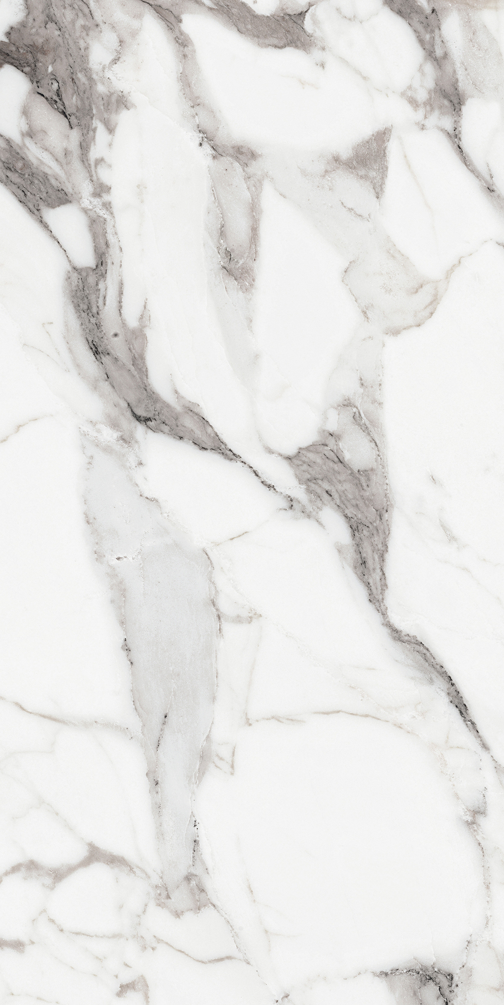 Origines De Rex - T-3806-ODR-AGT-FT-24X48-GLS10MM