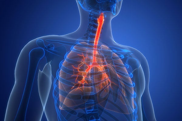Illustration of lungs and esophagus.