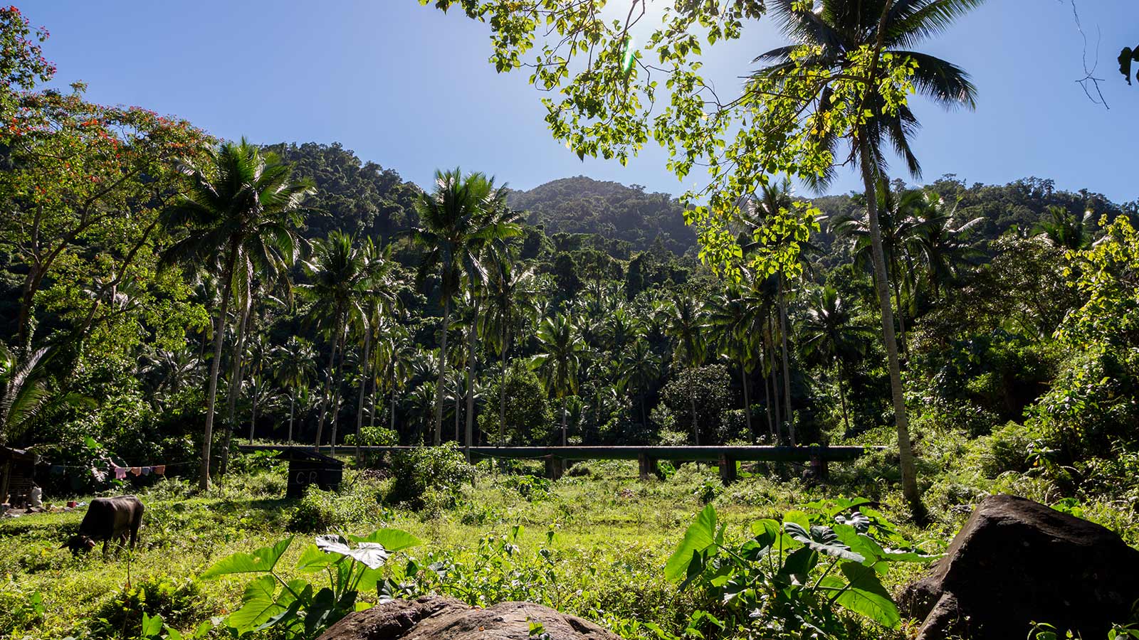 Pipeline running through a jungle in the Philippines countryside 