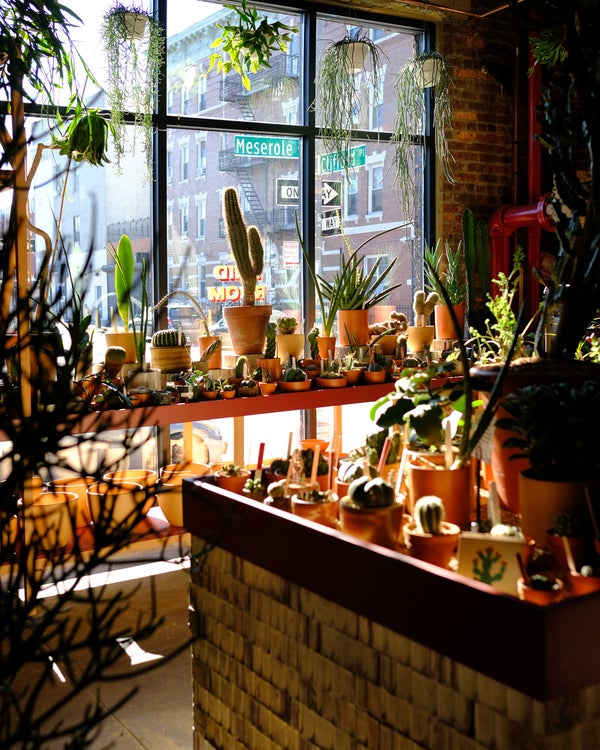 tula house plant shop