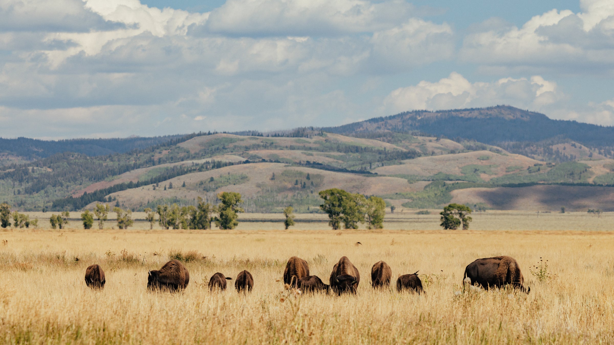 Bison graze in Jackson Hole.