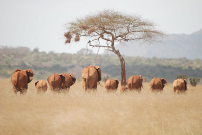 Eight elephants of different sizes walking away in the distance in Sub-Saharan Africa