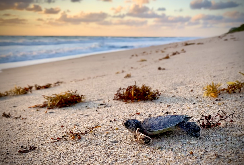 A baby turtle on the sand of a beach with the shoreline in the distance
