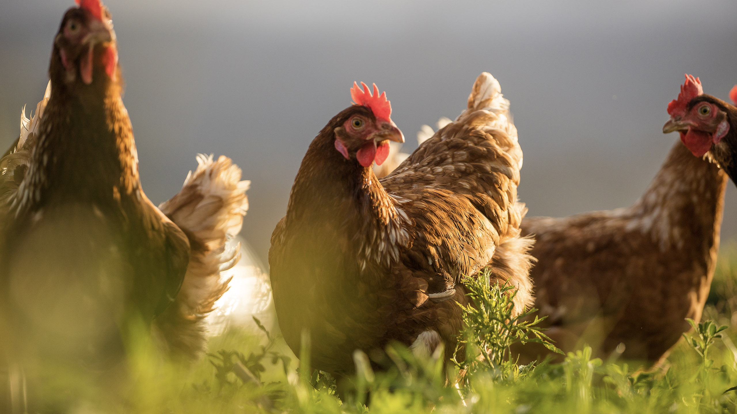 Commercial chicken coop