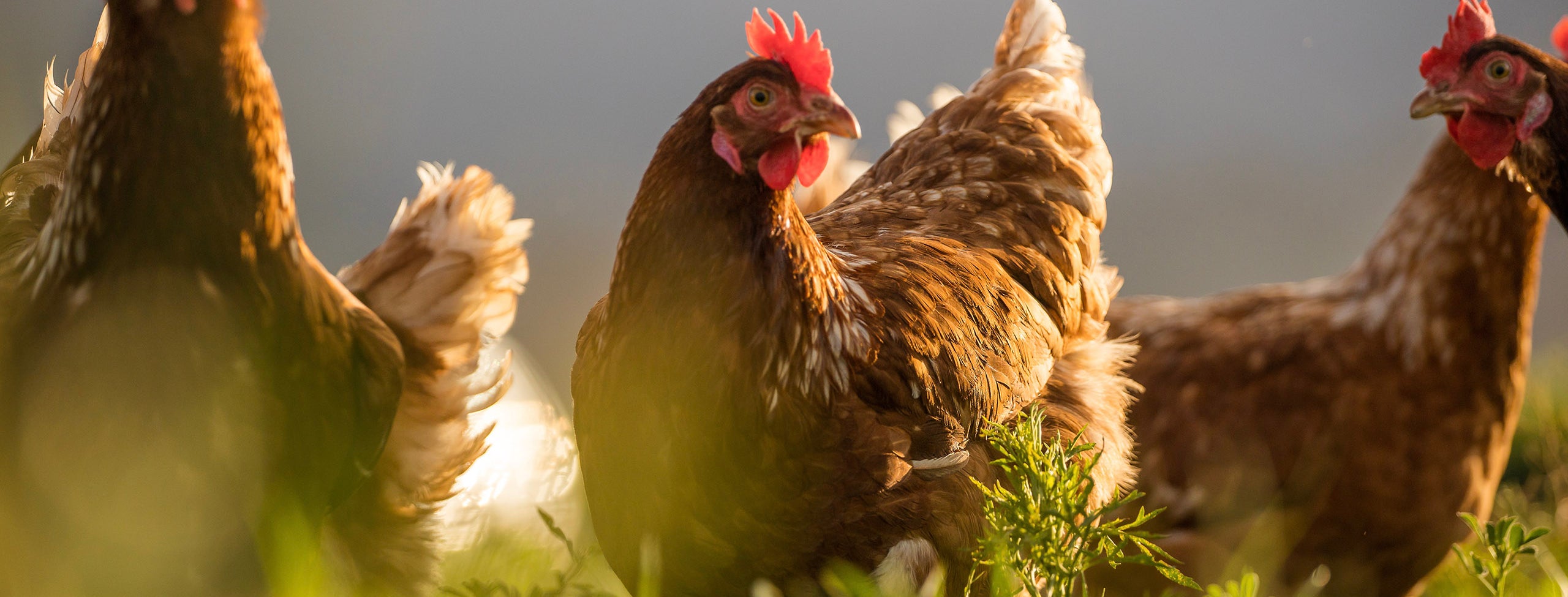Commercial chicken coop
