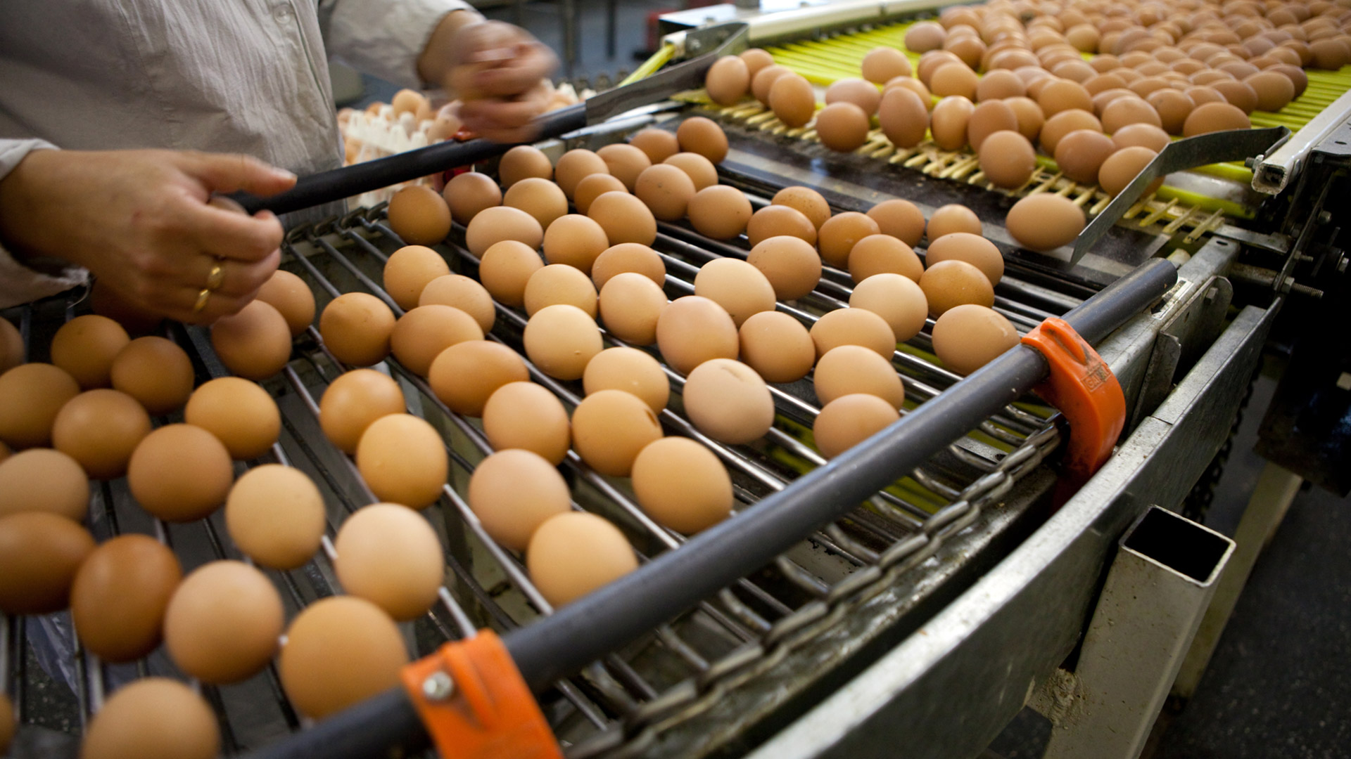 Eggs_Production_Line_S_0552