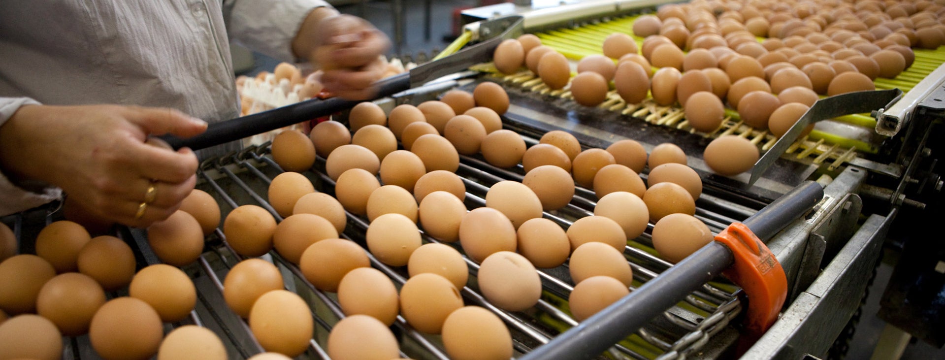 Eggs_Production_Line_S_0552