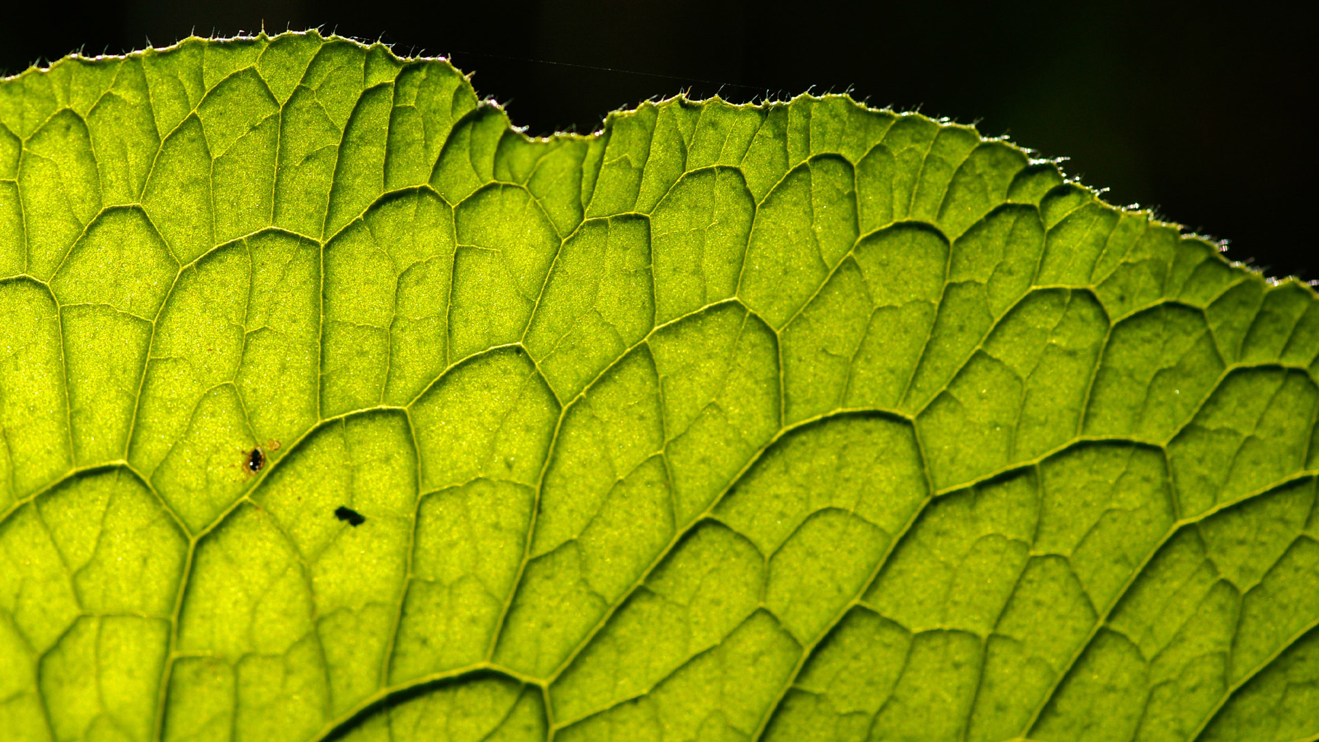 Green_leaf_closeup_S_2555_PPT