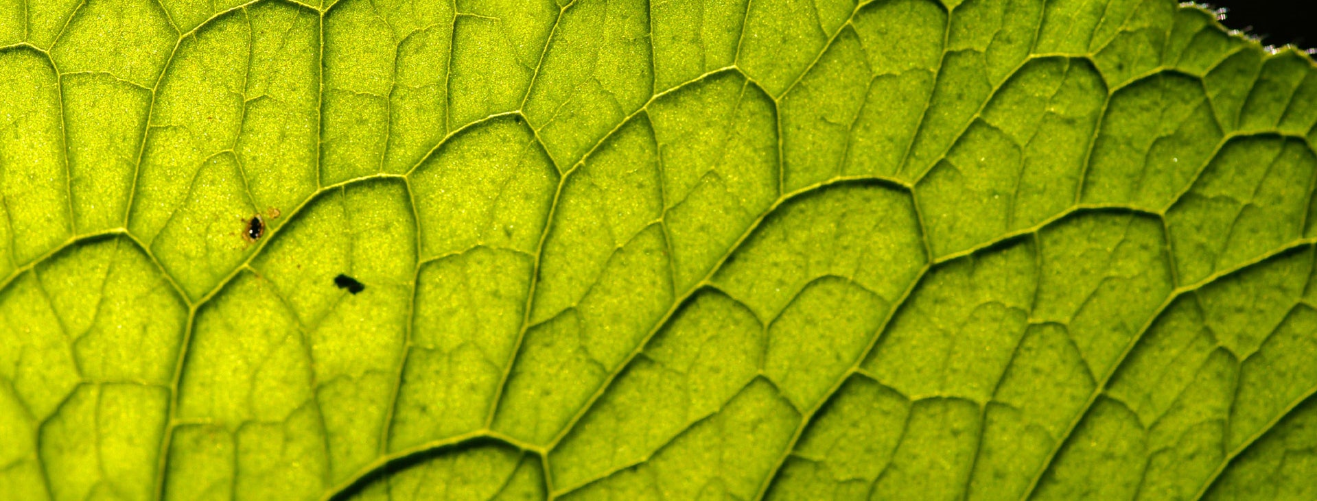 Green_leaf_closeup_S_2555_PPT