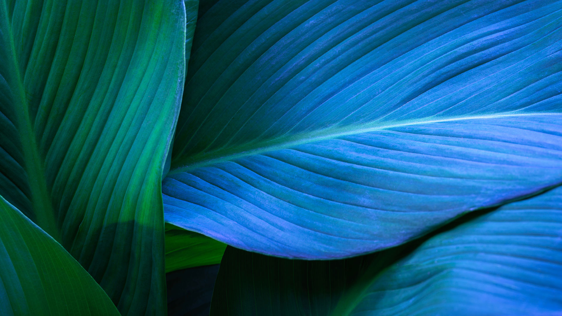 Blue-green_leaf_PPT.jpg
