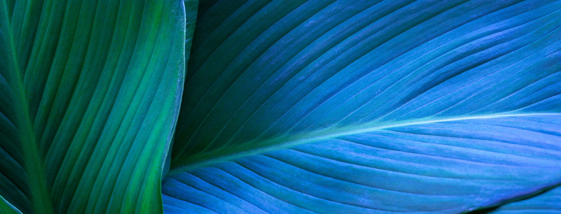 Blue-green_leaf_PPT.jpg