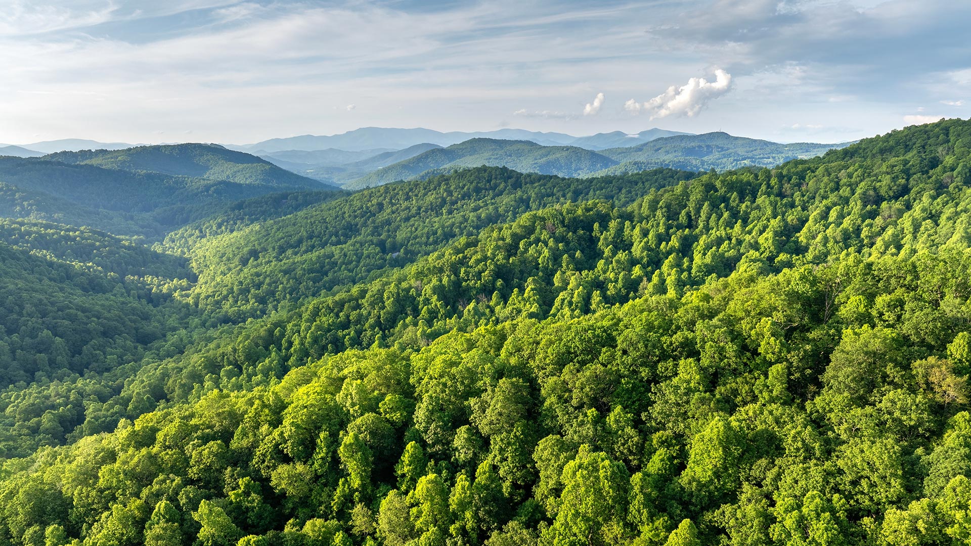 Mountain forest_PPT.jpg