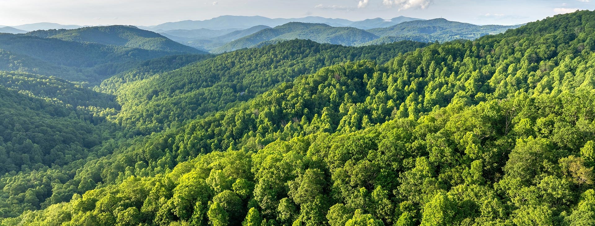 Mountain forest_PPT.jpg