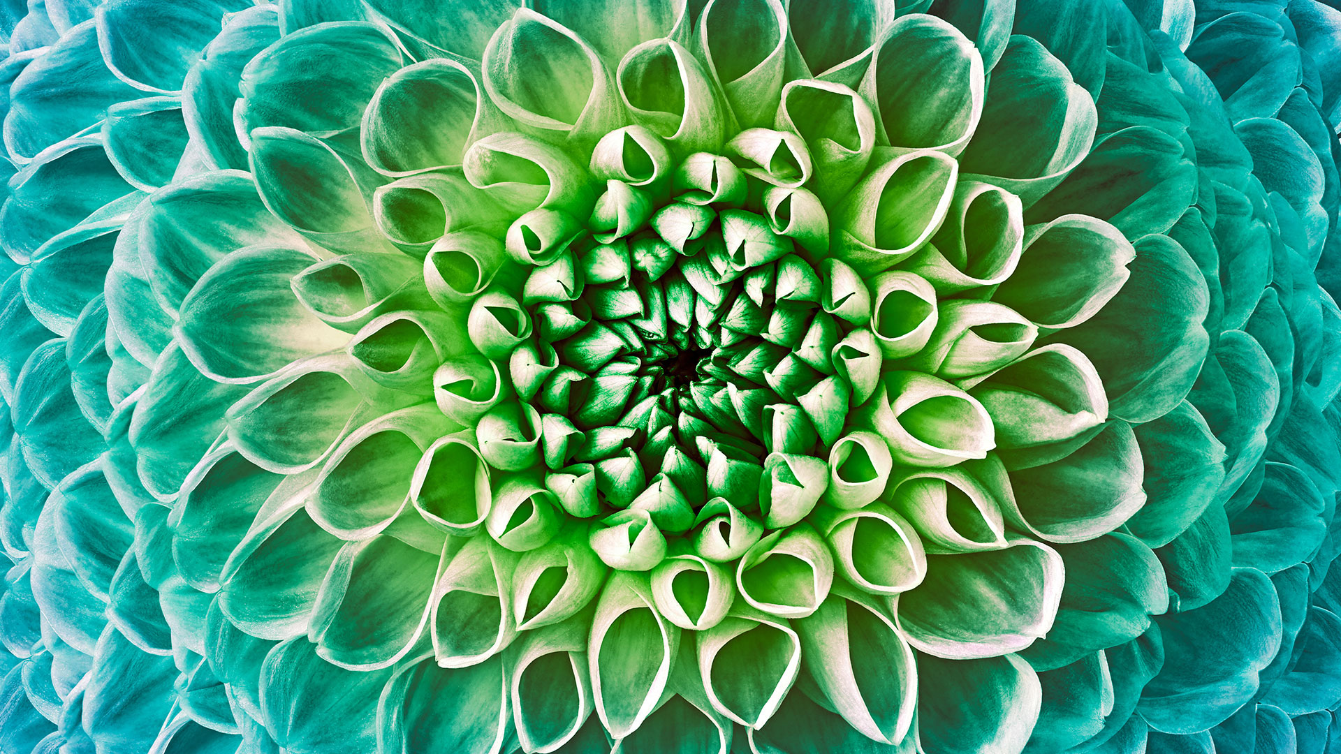 Dahlia_macro_PPT.jpg