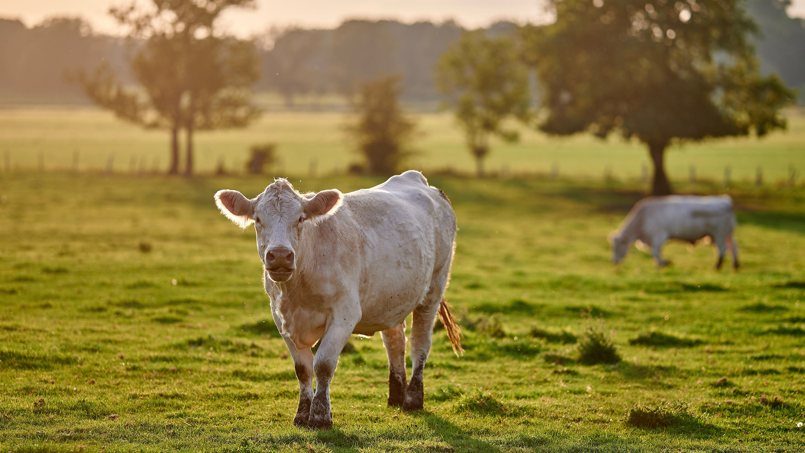 Charolais_cows_PPT.jpg