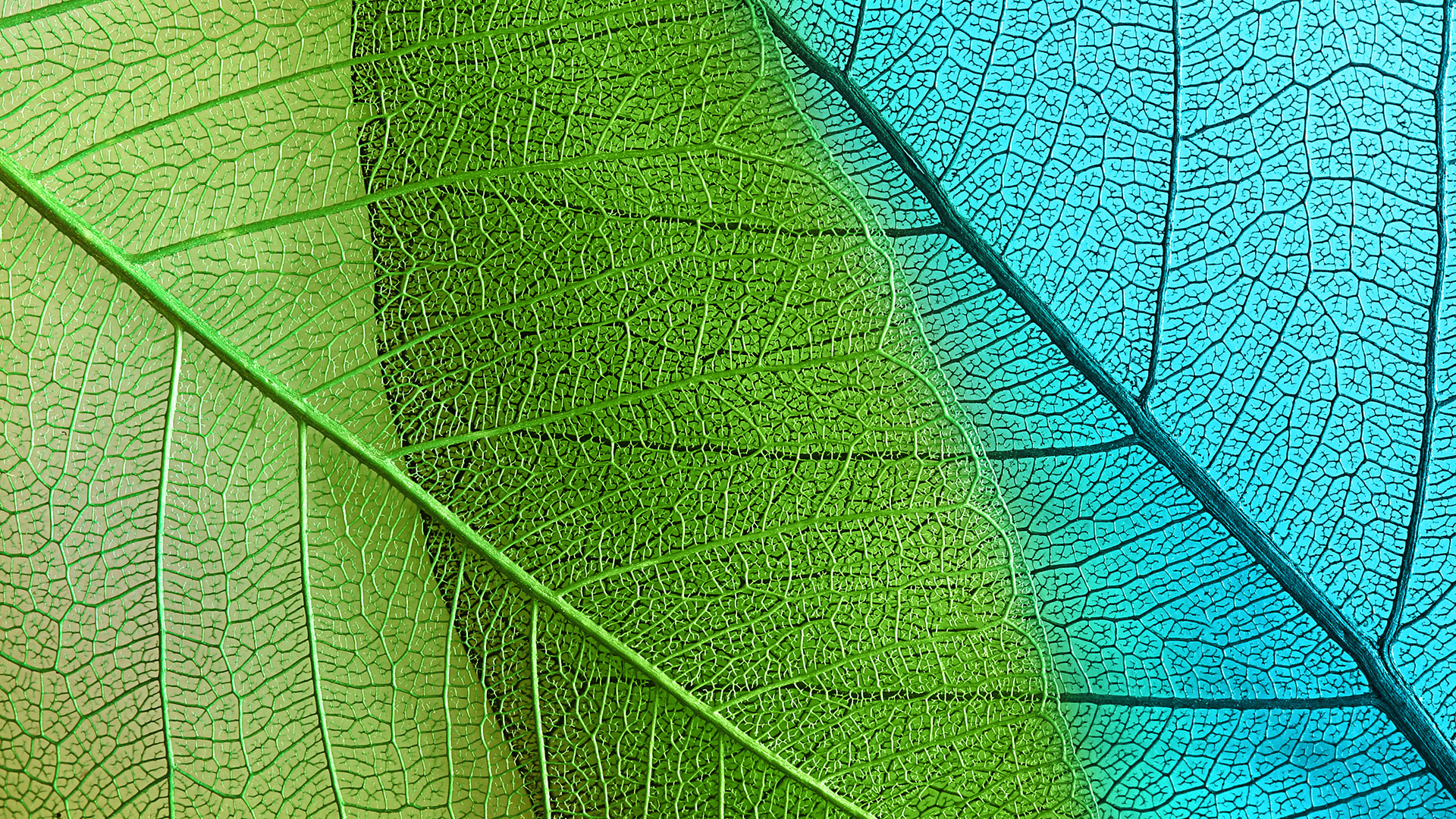 Blue-green_leaves_PPT.jpg