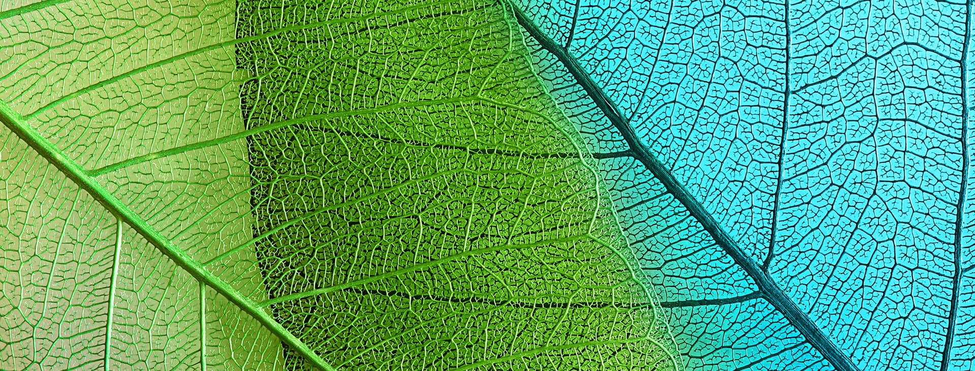 Blue-green_leaves_PPT.jpg