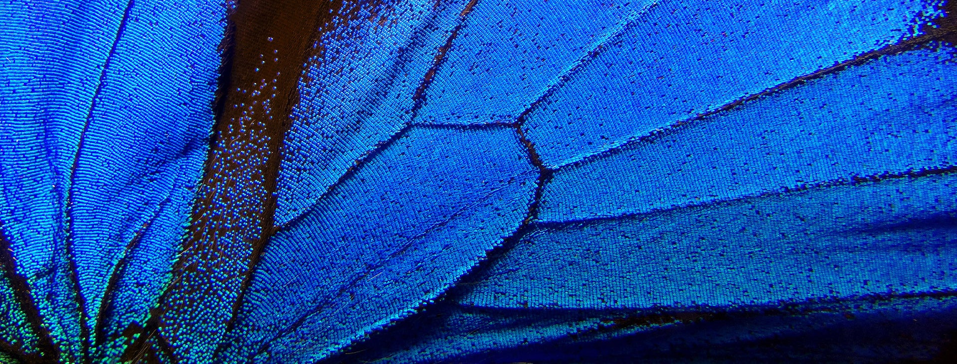 Butterfly_Wing_Close_Up_S_2769_PPT.jpg