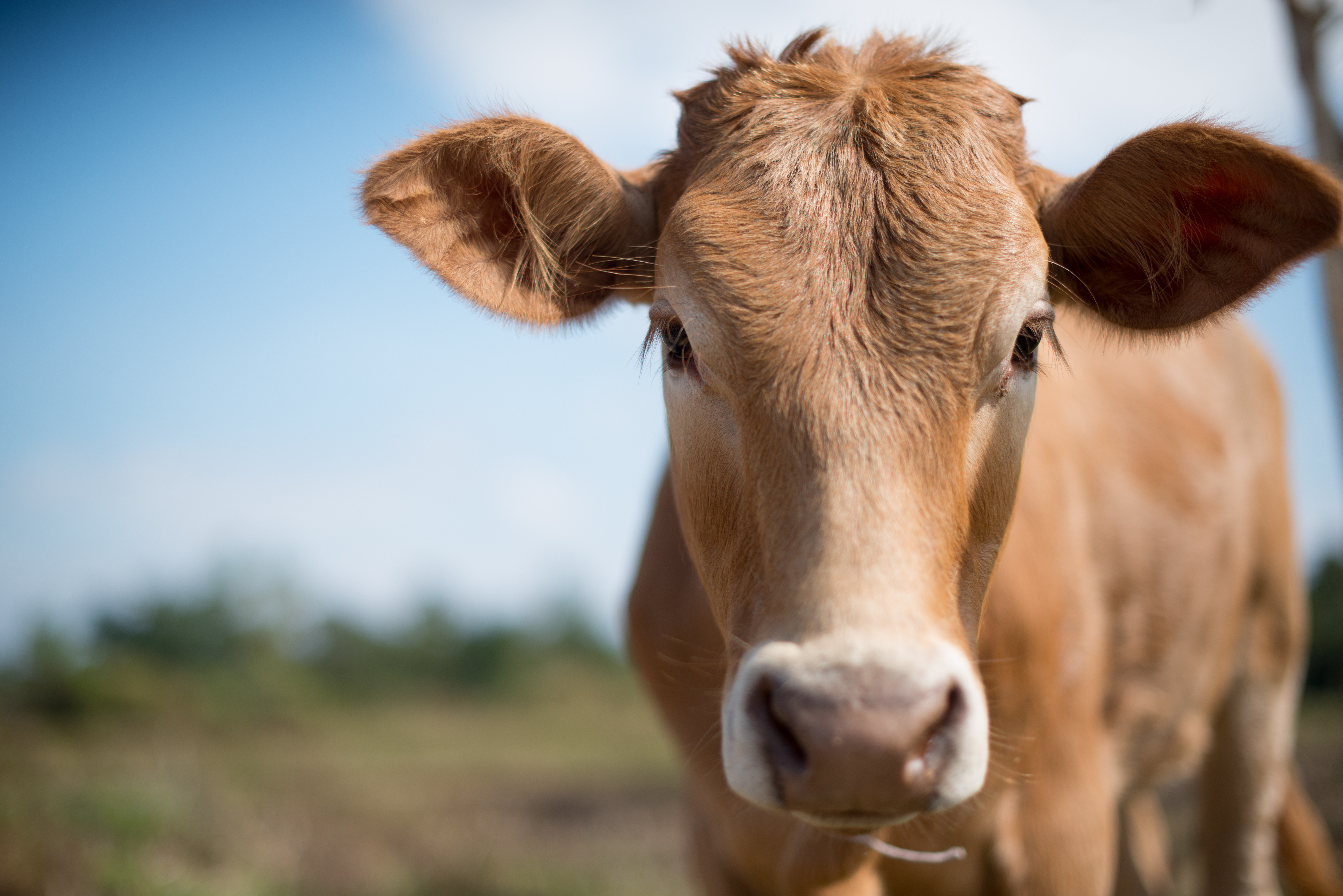 Calf_face.jpg
