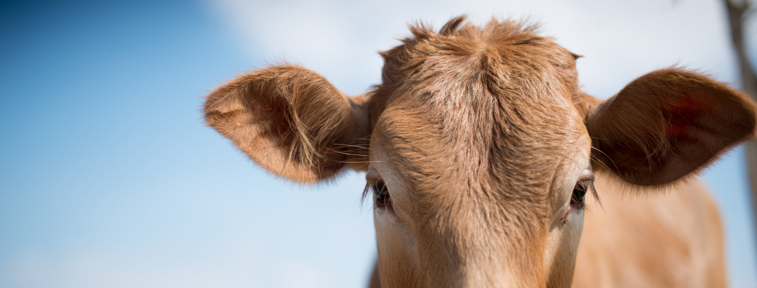 Calf_face.jpg