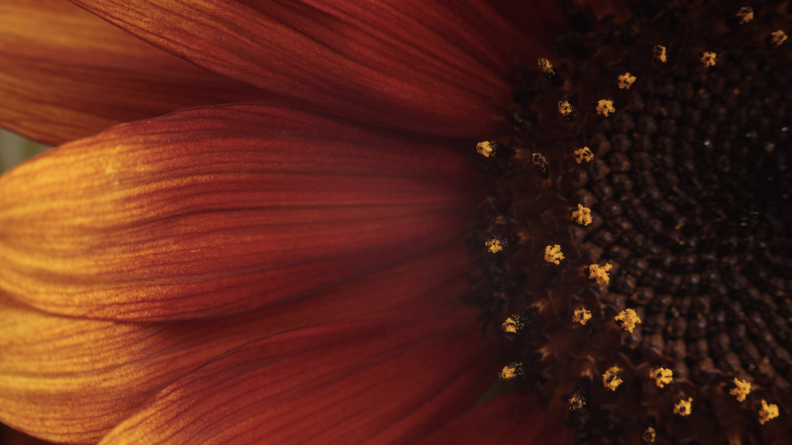 Macro_sunflower_PPT.jpg