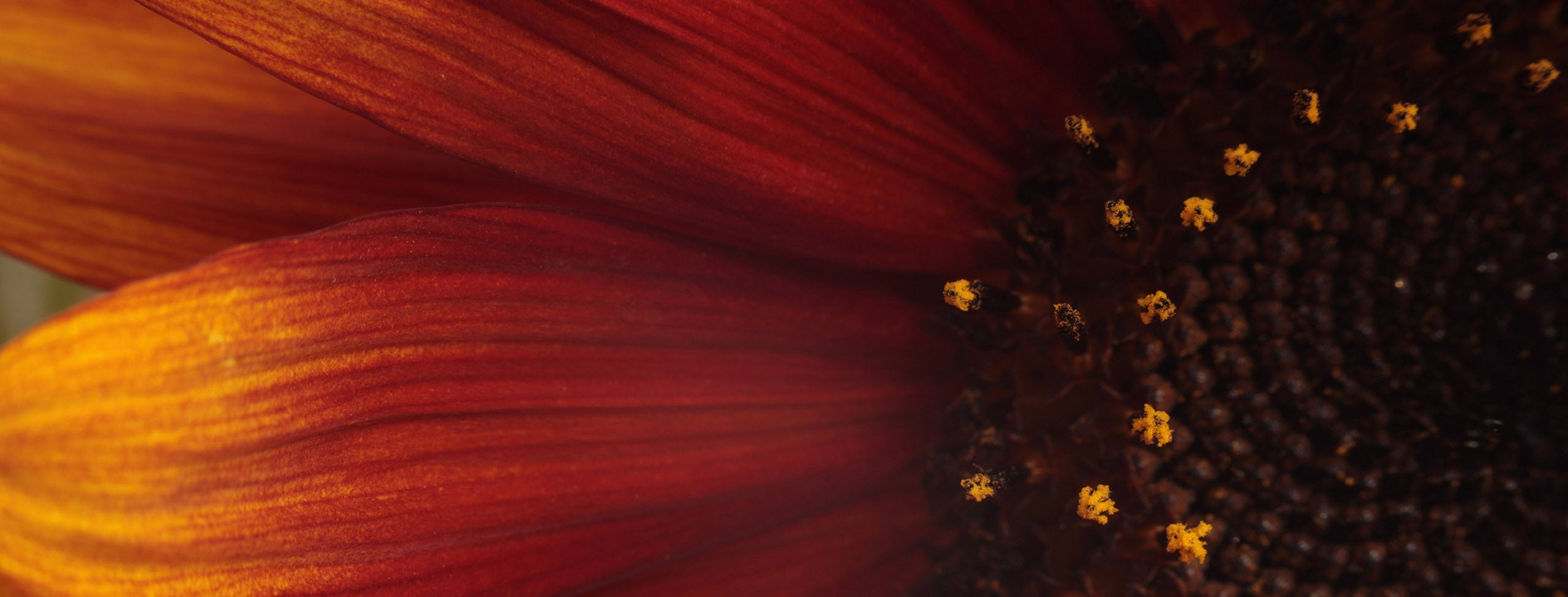 Macro_sunflower_PPT.jpg
