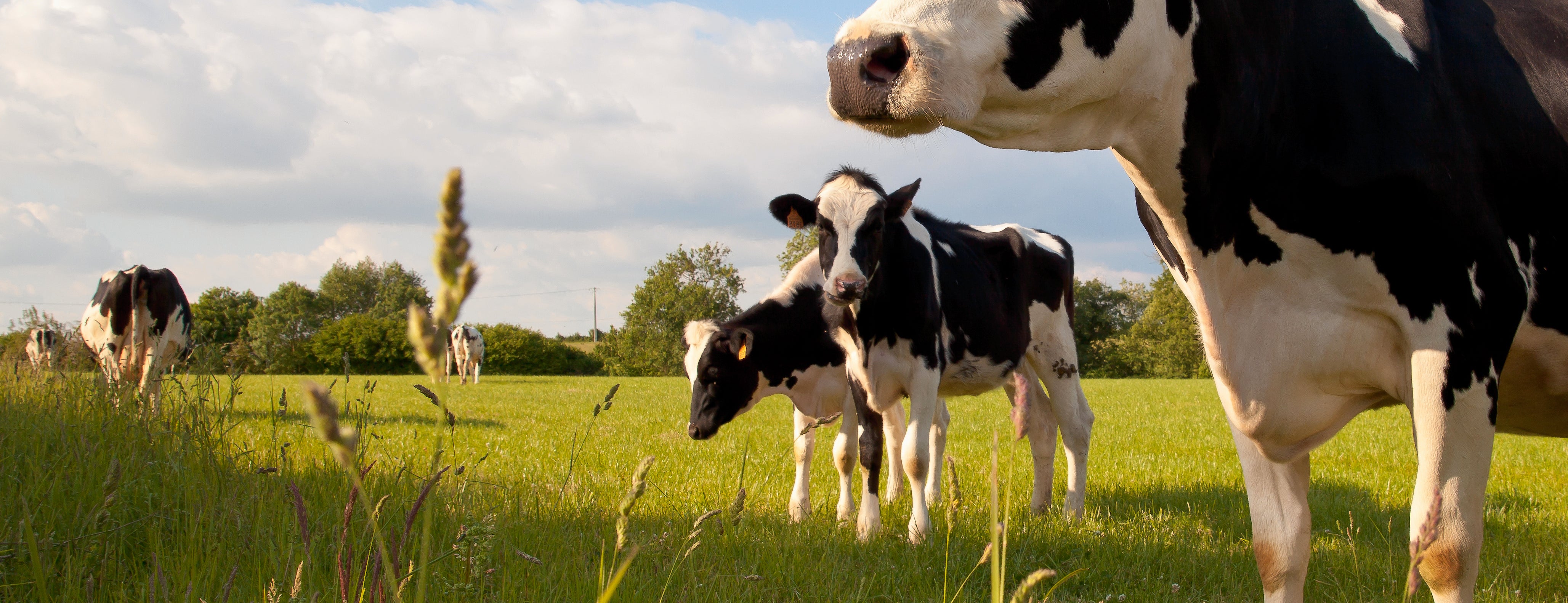 Cow herd in the sun